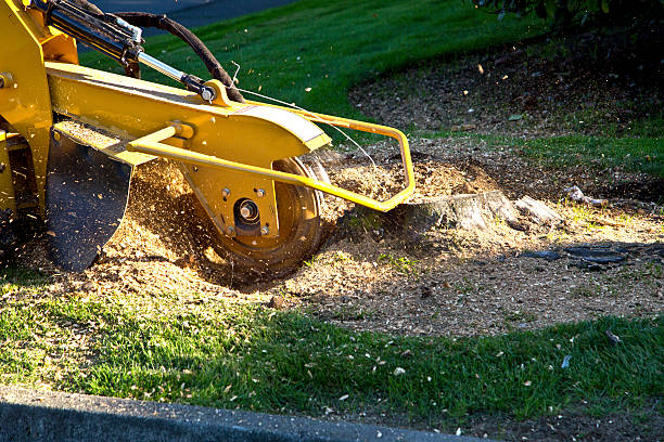 Best Tree Root Removal  in Pawnee, IL